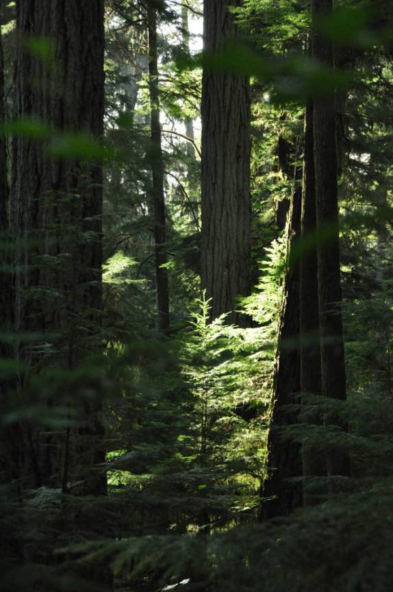 A magnífica floresta de árvores gigantes na Cathedral Grove, na estrada para Tofino, em Vancouver Island, na British Columbia, no Canadá